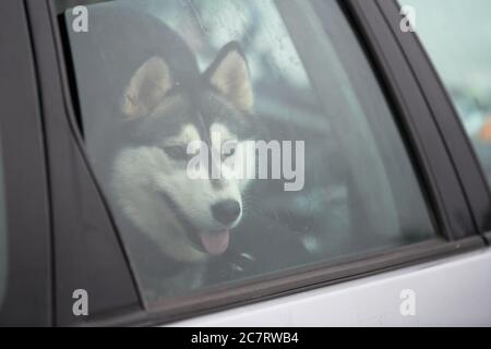 Husky Schlittenhund im Auto, Reise Haustier. Hund im Auto eingeschlossen, aus dem Fenster schauen und auf das Gehen warten. Lustige Husky Hund Reise-Konzept. PET tra Stockfoto