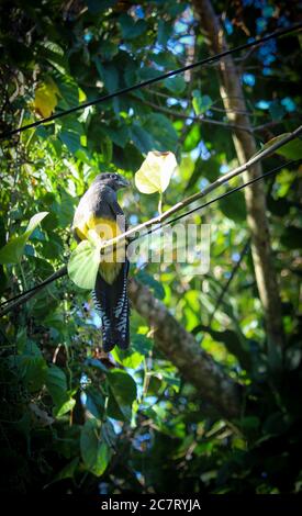 Surucuatrogon (Trogon surrucura) erstaunlicher Vogel mit orange, gelb, schwarz und blau. Trogons und Quetzals Stockfoto