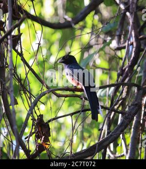 Surucuatrogon (Trogon surrucura) erstaunlicher Vogel mit orange, gelb, schwarz und blau. Trogons und Quetzals Stockfoto