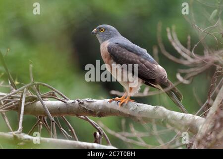 Chinesischer Goshawk (Accipiter soloensis) - erwachsener Mann, Seitenansicht auf Zweig, Po Toi Island, Hongkong, China 28. April 2019 Stockfoto