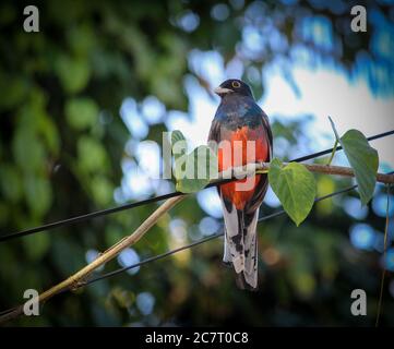 Surucuatrogon (Trogon surrucura) erstaunlicher Vogel mit orangen, schwarzen und blauen Farben. Trogons und Quetzals. Wald in Brasilien. Stockfoto