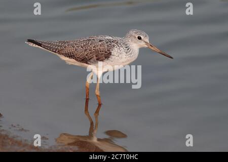 Gemeiner Grünschenkel (Tringa nebularia) - Seitenansicht, am Fischteich-Rand stehend, Deep Bay, Hongkong, China 6. April 2019 Stockfoto