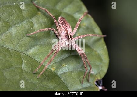 Die Jagdspinne (Pardosa sp) sitzt stundenlang und wartet auf Beute, die sie auf dem Blatt passieren kann Stockfoto