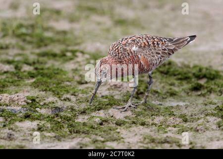 Curlew Sandpiper (Calidris ferruginea) - Zuchtgefieder, auf moosiger Wattlage, Mai Po Nature Reserve, Deep Bay, Hongkong, China 15 April 2019 Stockfoto