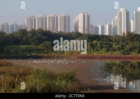 Gezeitenteich in Tsim bei Tsui, Reiher und Hochhäuser von Tin Shui Wai im Hintergrund, Deep Bay, Hongkong, China, 10. November 2019 Stockfoto