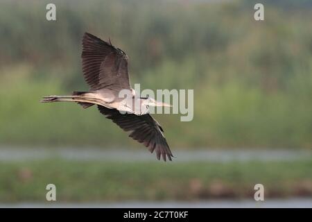 Graureiher (Ardea cinerea) - nicht-brütende Erwachsene im Flug, von der Unterseite betrachtet, Deep Bay Area, Hongkong, China 11. Okt 2019 Stockfoto