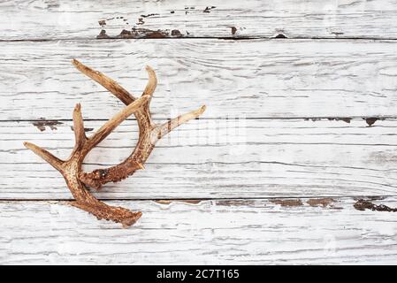 Echtes weißes Schwanzhirschgeweih über einem rustikalen Holztisch. Diese werden von Jägern bei der Jagd verwendet, um in anderen großen Böcken zu rasselen. Freier Speicherplatz für Text. T Stockfoto