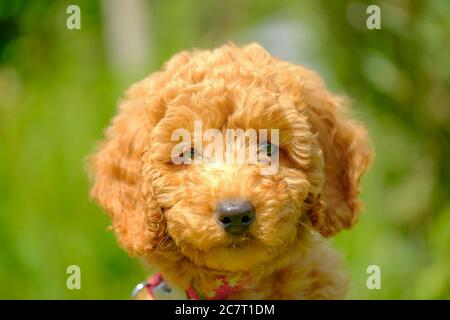 Adorable 8 Woche alt Aprikosen farbigen Miniatur Pudel Welpen gesehen posieren für den Fotografen. Stockfoto