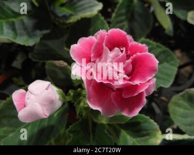 Nahaufnahme von blühenden rosa Floribunda Blumen im Grünen Stockfoto