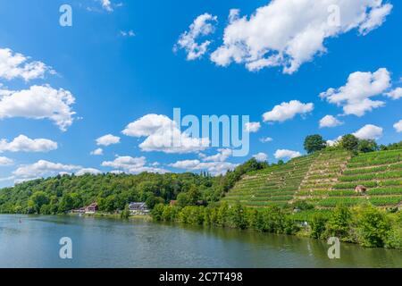 Weinberge von Stuttgart-Mühlhausen am Neckar, Stadt Stuttgart, Baden-Württemberg, Süddeutschland, Mitteleuropa Stockfoto