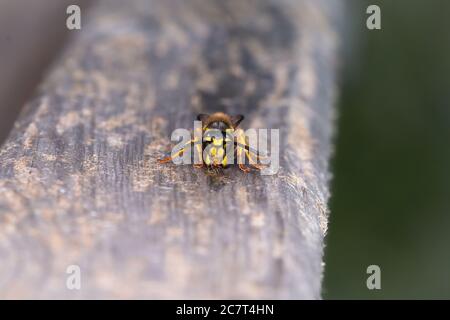 Die Wespe (Vespula vulgaris) sammelt Holz vom Zaun, um ihr Nest zu machen Stockfoto