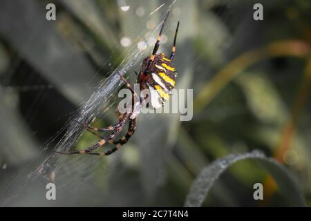 Die weibliche Wespenspinne (Agriope bruennichi) wartet geduldig im frühen Morgentau auf weitere Beute, die in ihrem Netz landen soll Stockfoto