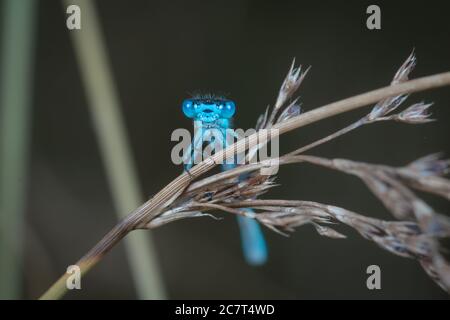 Die azurblaue Damselfliege (Coenagrion puella) ruht auf dem Segge mit ihren Mundparts, die so aussehen, als würde sie die Welt anlächeln Stockfoto