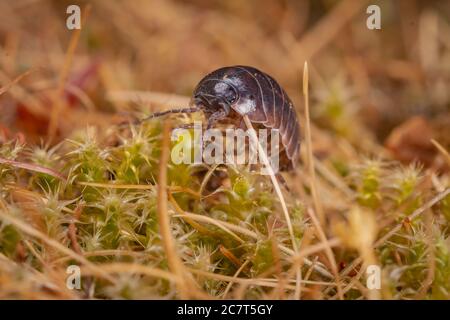 Das gewöhnliche Waldhaus (Armadillidium vulgare) Kriecht über das Moos in den Norfolk Wäldern Stockfoto