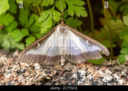 Boxbaummotte (Cydalima perspectalis), eine in Großbritannien eingeführte Art, deren Raupen die Kastenblätter beschädigen Stockfoto