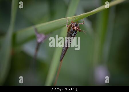 Eine neu aufgetauchte Mayfly (Emphemera danica) Sitzt am Exoskelett seines früheren Instars Stockfoto