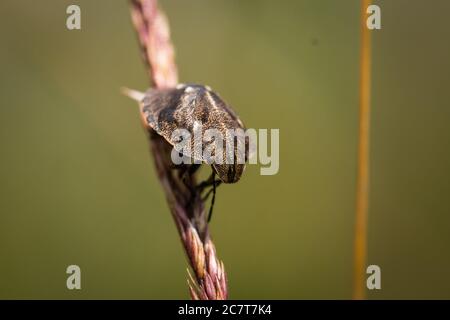 Eine Nahaufnahme des beeindruckenden Schildwanzers der Schildkröte (Eurygaster testudinaria) auf einem Grasstamm sitzend Stockfoto