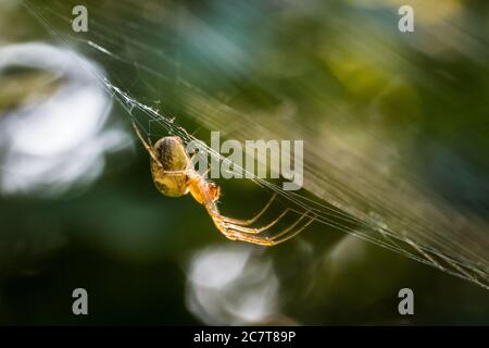 Die Orbis-Spinnspinne (Metellina mengei) sitzt geduldig in der Mitte ihres Netzes und wartet darauf, dass in einem Suffolk-Naturschutzgebiet Beute landet Stockfoto