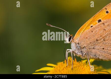 Ein Nahaufnahme eines kleinen Kupferschmetterlings (Lycaena phlaeas), der sich auf einer gelben Blume mit grünem Hintergrund ernährt Stockfoto