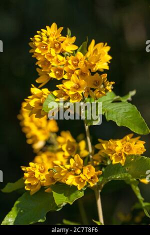 Gilbweiderich (Lysimachia Vulgaris) Stockfoto