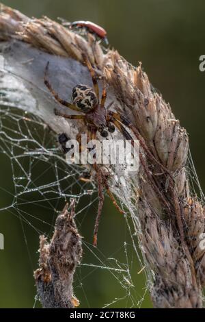 Spinne (Larinoides cornutus) Sitzen auf dem Gras und Netz warten auf Beute zu Bestanden Stockfoto