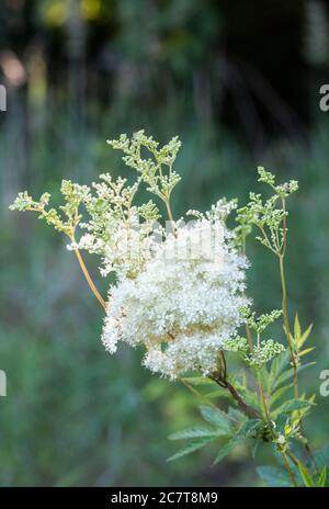 Mädesüß (Filipendula Ulmaria) Stockfoto