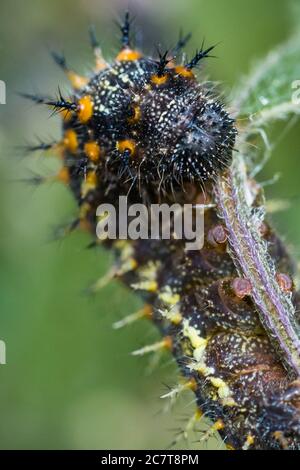 Eine Nahaufnahme eines roten Admirals (Vanessa atalanta) Raupe auf einem Blatt kauen. Dieses Bild wurde im 2016 Norfolk Wildlife Trust Fotowettbewerb sehr gelobt Stockfoto