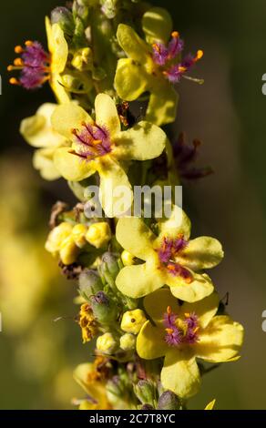 Schwarze Königskerze (Verbascum nigrum) Stockfoto