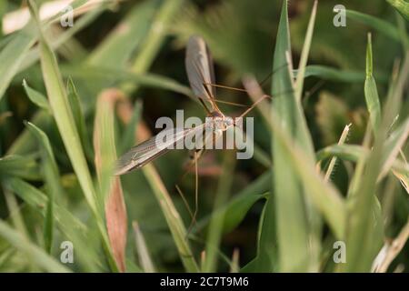 Eine Kranichfliege oder ein Vatzen mit langen Beinen (Tipula paludosa) versteckt sich im Gras in Norfolk bei Welney Stockfoto