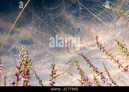 Weitwinkelaufnahme einer Spinne (Neoscona adianta), die in der Heide in Suffolk bei Cavenham auf ihrem tau bedeckten Netz sitzt Stockfoto