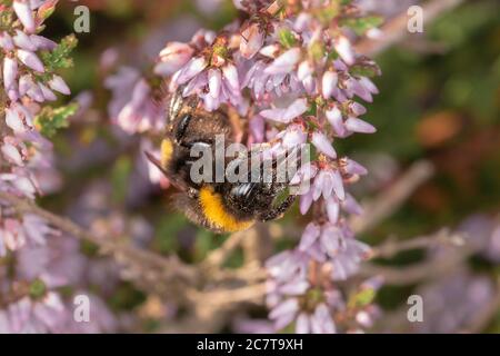 Pollenbedeckte Hummel (Bombus terrestris), die die Heide in einer Suffolk-Heide in Cavenham bestäubt Stockfoto