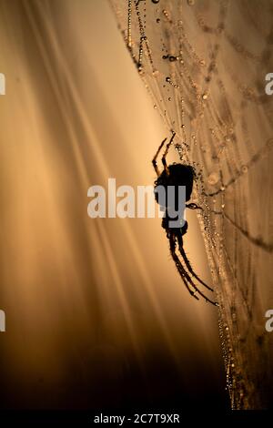 Makrofoto einer Tau bedeckten Spinne, die den Sonnenaufgang auf ihrem Netz fängt Stockfoto