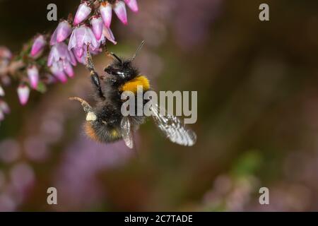 Pollen bedeckte Hummel (Bombus pratorum), die sich in der Heide ernährt, während sie die Cavenham-Heide in Suffolk bestäubt Stockfoto