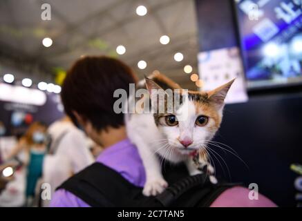 Chengdu, Chinas Provinz Sichuan. Juli 2020. Eine Katze wird auf der Internationalen Haustier-Ausstellung Chengdu in Chengdu, südwestlich der chinesischen Provinz Sichuan, am 19. Juli 2020 gesehen. Die 9. Chengdu International Pet Expo ist am Sonntag geschlossen. Quelle: Wang Xi/Xinhua/Alamy Live News Stockfoto