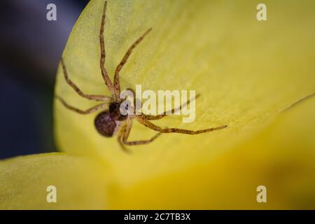 Die kleine Philodromus-Spinne, die sich in einer Narzissenblume im Wald von Norfolk bei Lynford versteckt Stockfoto