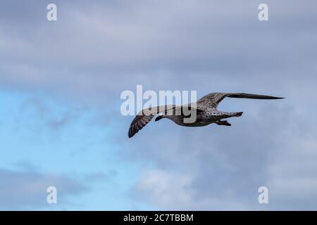 Weiße und graue Möwe, die unter einem schönen bewölkten Himmel fliegt Stockfoto