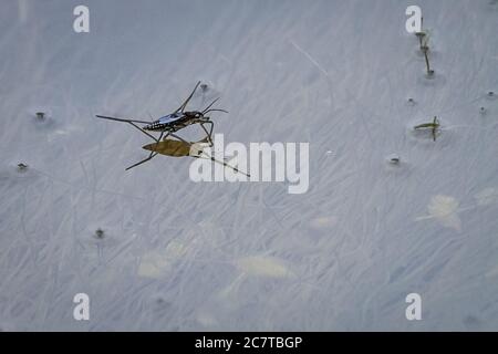 Teichskater (Garris lacustris) auf einem Teich bei Lakenheath fen in Suffolk Stockfoto