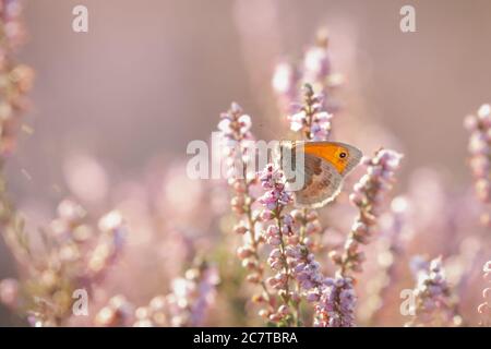 Kleine Heide (Coeninympha pamphilus) Schmetterling sitzt in der Heide wächst in der Suffolk Heide bei Cavenham Stockfoto