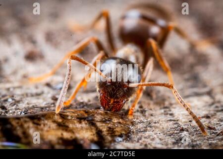 Nahaufnahme einer Ameise (Formica sp), die in einem Moor in Cambridgeshire bei Woodwalton einen schnellen Drink mit Wasser trinkt Stockfoto