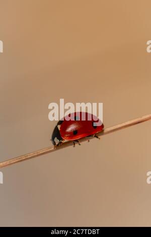 Ein einfaches Bild eines Siebenfleck-Marienkäfer (Coccinella septempunctata), der in der Abendsonne in einem Newmarket-Grasland auf einem Grasstamm sitzt Stockfoto