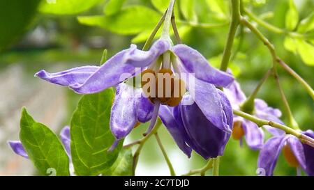 Nahaufnahme von blühenden lila Dianella revoluta Blumen in der Grün Stockfoto