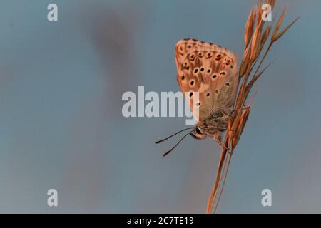 Chalkhill blauer Schmetterling (Polyommatus coridon) fangen die späte Orangey Sonne auf den grasbewachsenen Stielen in einem Newmarket Grasland Stockfoto