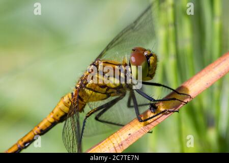 Ruddy Darter (Sympterum sanguineum) Libelle, die auf einem Schilf in einem Norfolk-Feuchtgebiet für eine Rast hält Stockfoto