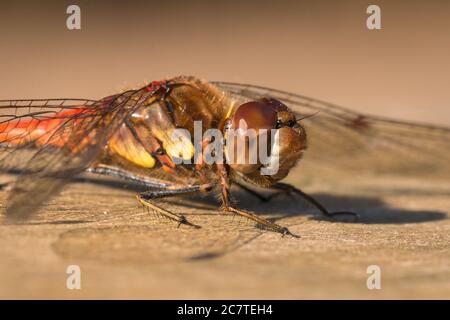 Eine Nahaufnahme des Kopfes eines Darters (Sympetrum sp.) libelle sonnen sich auf einer Bank in der Landschaft von Norfolk Stockfoto