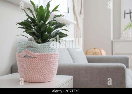 Korbkörbe mit Zimmerpflanzen im Zimmer Stockfoto