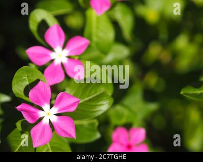 Cayenne Jasmin, Periwinkle, Catharanthus rosea, Madagaskar Periwinkle, Vinca, Apocynaceae Name Blume weiß und rosa Farbe Frühling im Garten auf BL Stockfoto