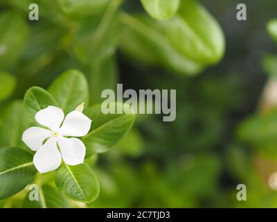 Cayenne Jasmine, Periwinkle, Catharanthus rosea, Madagaskar Periwinkle, Vinca, Apocynaceae Name Blume weiße Farbe Frühling im Garten auf verschwommen Stockfoto