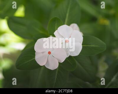 Cayenne Jasmine, Periwinkle, Catharanthus rosea, Madagaskar Periwinkle, Vinca, Apocynaceae Name Blume weiße Farbe Frühling im Garten auf verschwommen Stockfoto