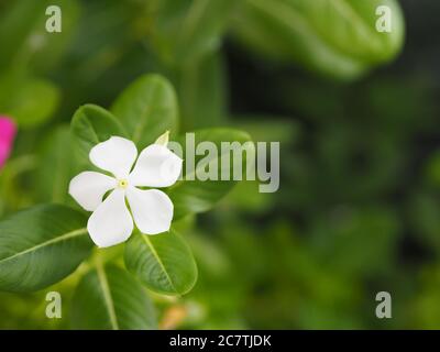 Cayenne Jasmine, Periwinkle, Catharanthus rosea, Madagaskar Periwinkle, Vinca, Apocynaceae Name Blume weiße Farbe Frühling im Garten auf verschwommen Stockfoto