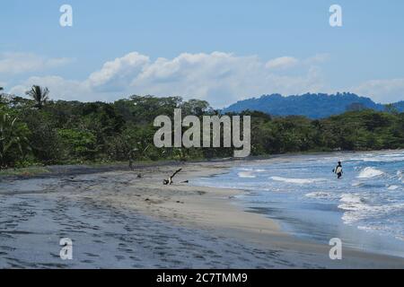 Eine breite Aufnahme von Playa Negra mit Surfern in der Ferne, in Puerto Viejo, Costa Rica Stockfoto